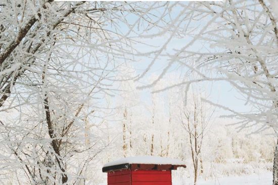 How to Prepare Beehives to Stay Alive in the Winter