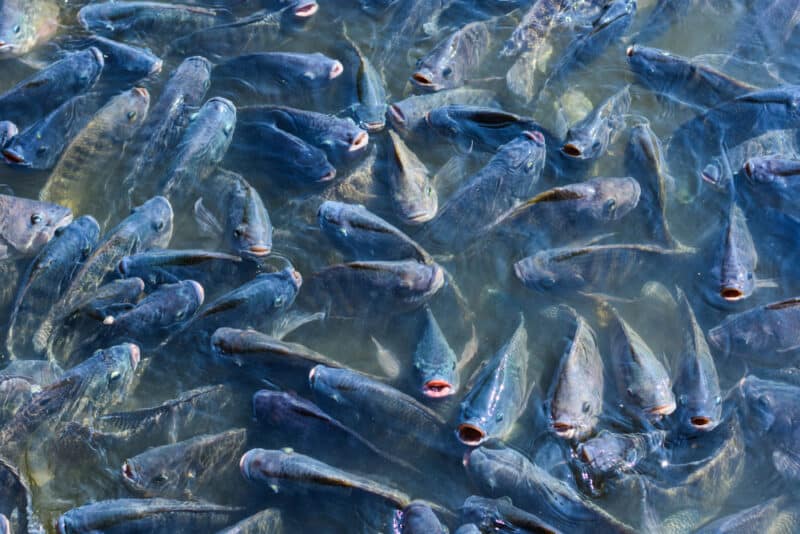 Backyard Fish Farming: How to Raise Fish for Food or Profit at Home