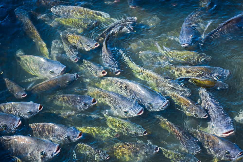 Fish net oval for aquaponics, koi ponds and aquaculture