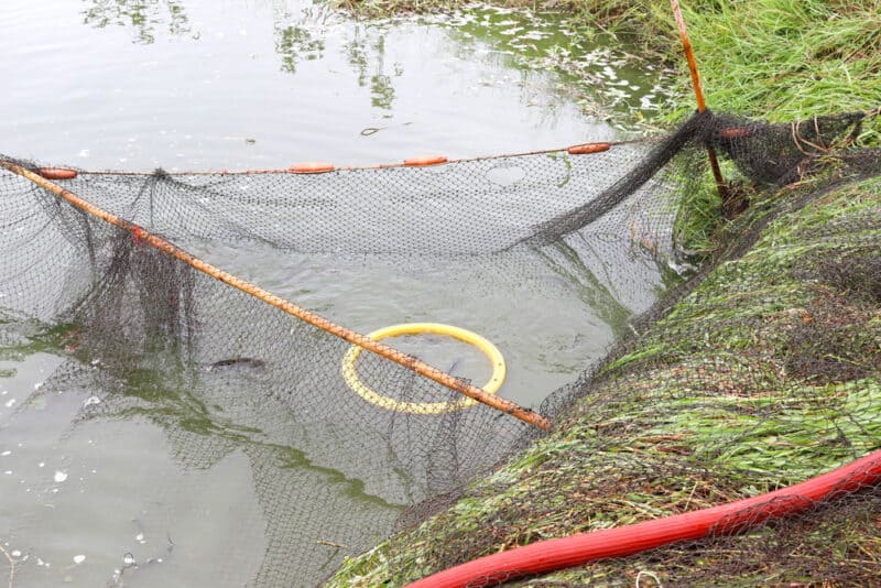 Small Scale Backyard Fish Farming – Mother Earth News