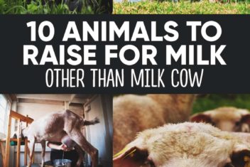 10 Animals to Raise for Milk Other Than Milk Cow