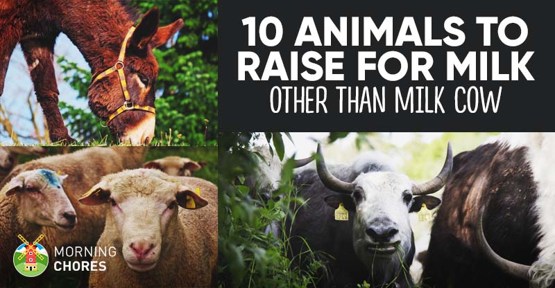 10 Highly-Productive Animals to Raise for Dairy (Other Than Milk Cow)