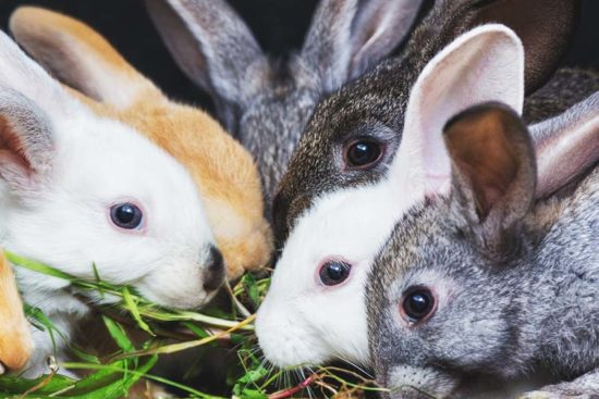 10 Tips to Care for Backyard Meat Rabbits