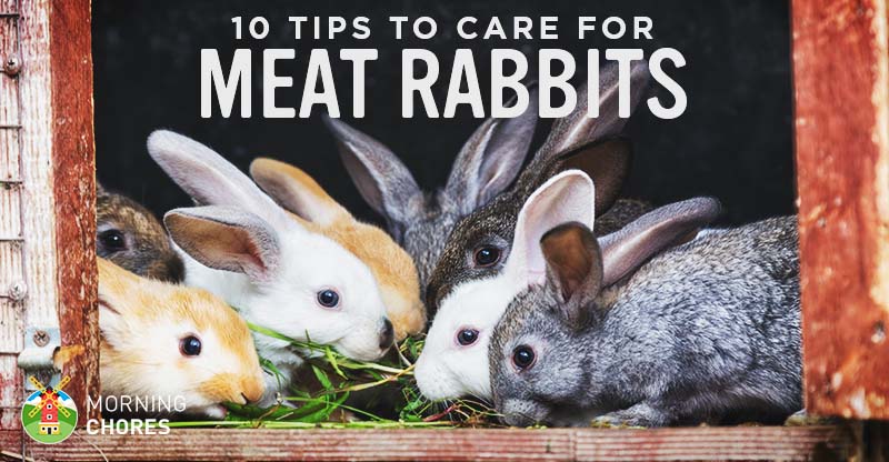 10 Tips to Care for Backyard Meat Rabbits FB