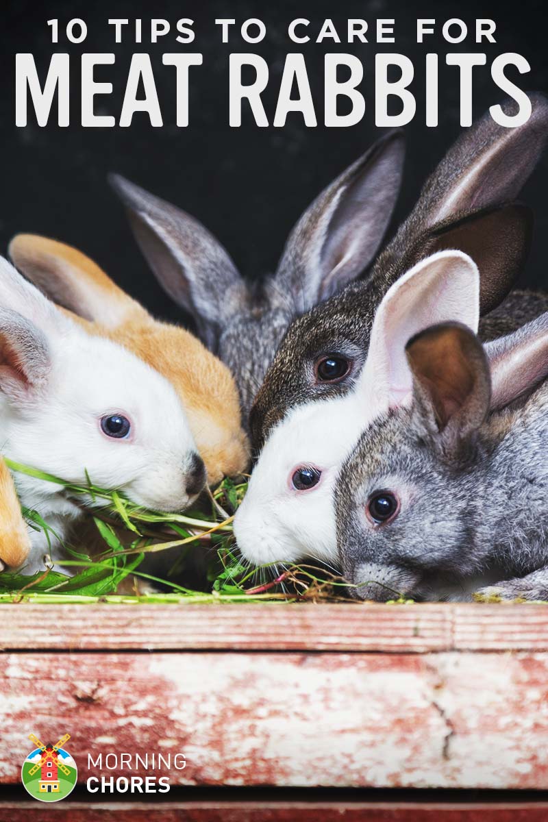 10 Tips to Care for Backyard Meat Rabbits