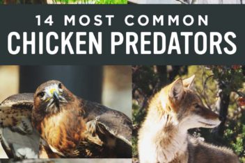 14 Most Common Chicken Predators and How to Protect Them