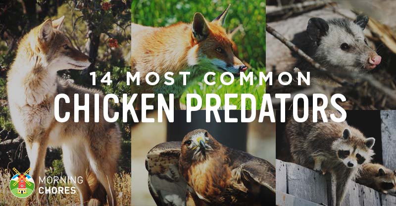 Identifying 14 Common Chicken Predators (and How to Protect Them)