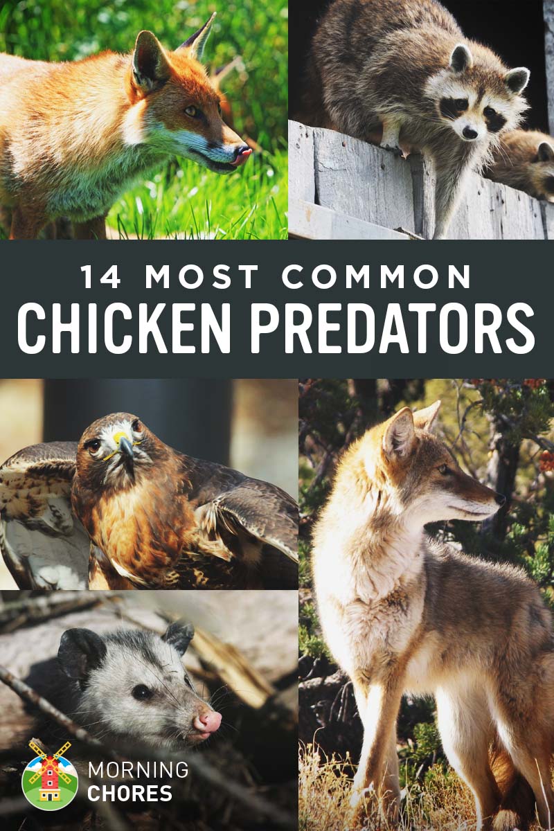 Identifying 14 Common Chicken Predators (and How to Protect Them)