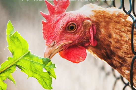 22 Cheap High Protein Chicken Feed Options to Replace Layer Feed