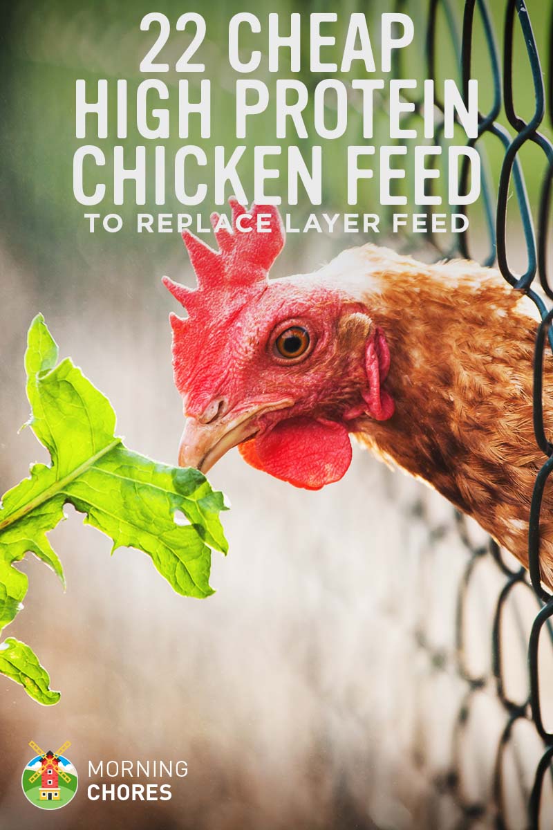 22 High Protein Cheap Chicken Feed to Replace Layer Feed