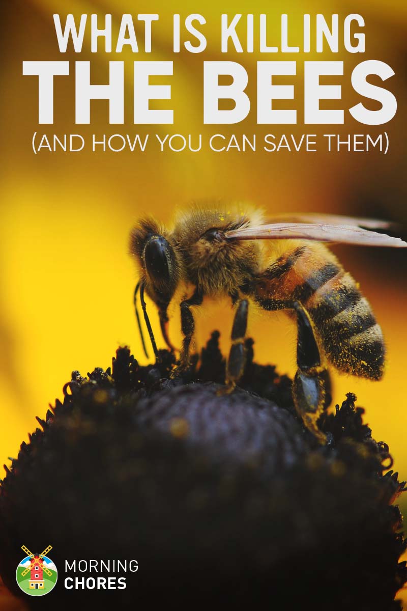 8 Things That Are Killing the Bees and How to Save Them