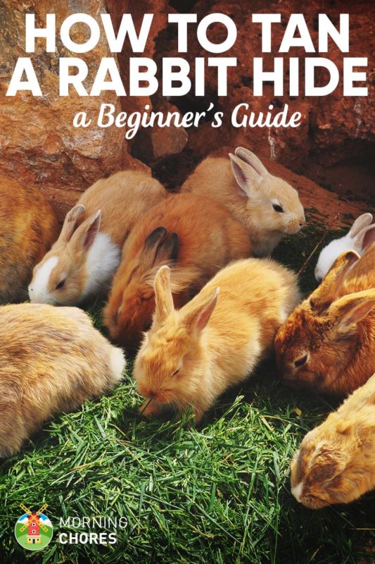 How to Skin and Tan Rabbit Hides