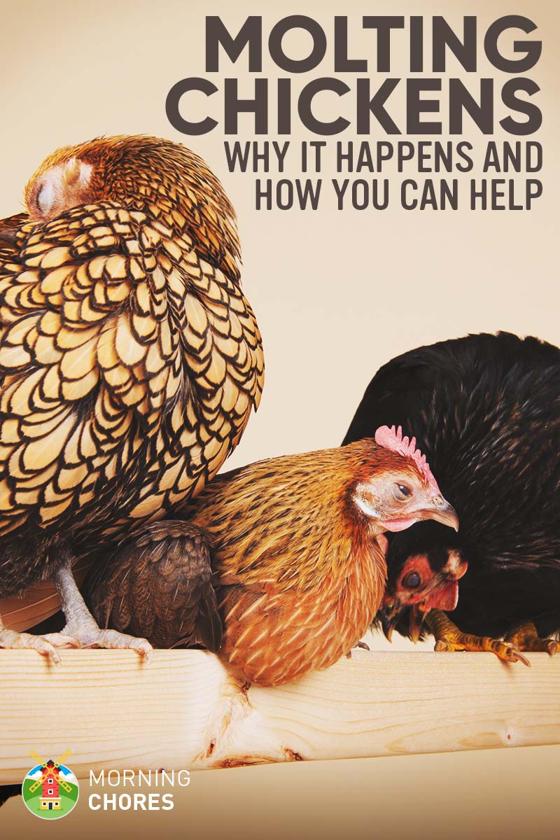 Molting Chickens - Why Do Chickens Molt and How You Can Help