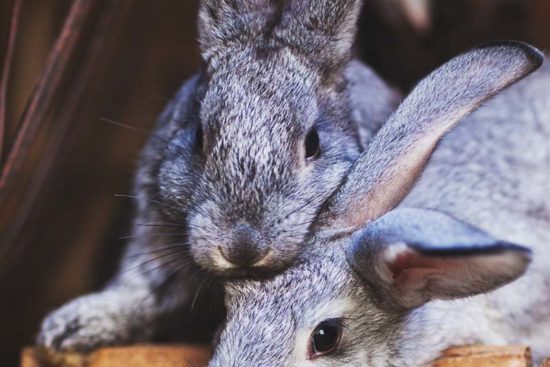 10 Common Rabbit Diseases, Illnesses, & Ailments (and How to Treat Them)