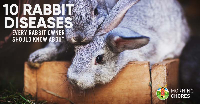 Common Symptoms and Causes of Ear Infections in Rabbits