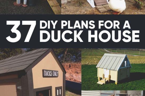 37 Free DIY Duck House / Coop Plans & Ideas that You Can Easily Build