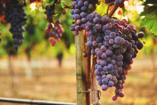 Growing Grapes: Varieties, Planting Guide, Care, Diseases, and Harvest