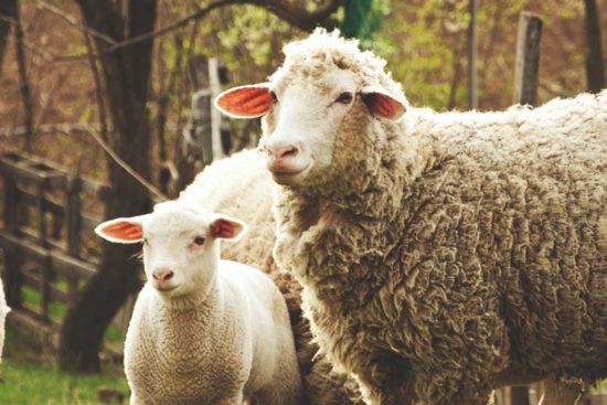 Raising Sheep: A Complete Guide on How to Raise Sheep at Homestead
