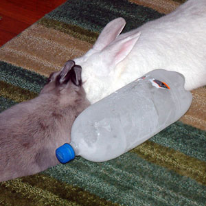heatstroke rabbit diseases