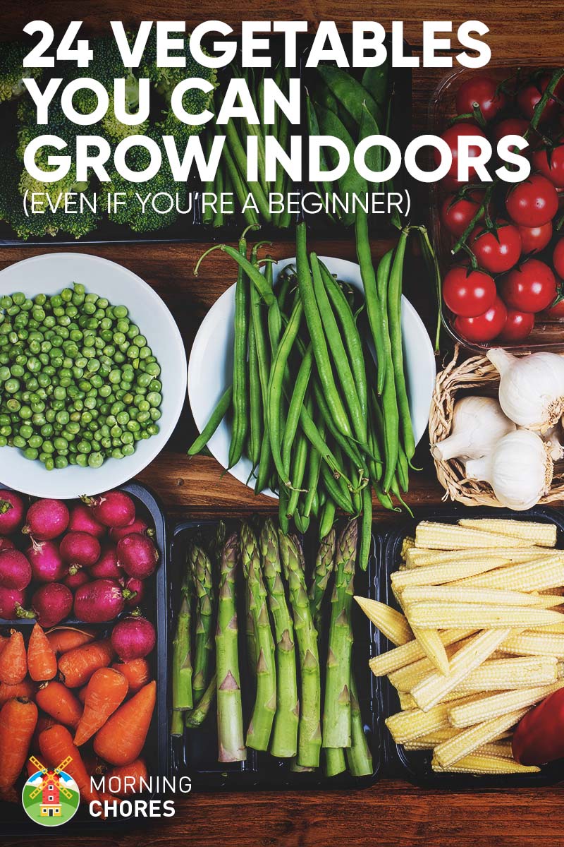 18 Newbie Friendly Vegetables You Can Easily Grow Indoors