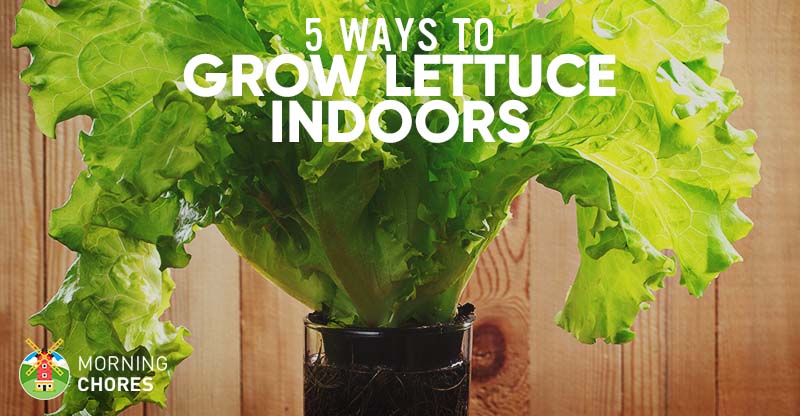 5 Proven Ways to Growing Lettuce Indoors & in Containers