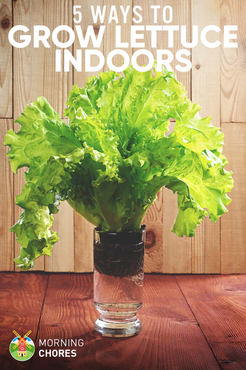 5 Proven Ways to Growing Lettuce Indoors & in Containers Year Round