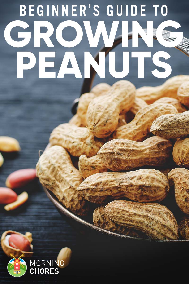 Growing Peanuts: The Complete Guide to Plant, Grow, and ...