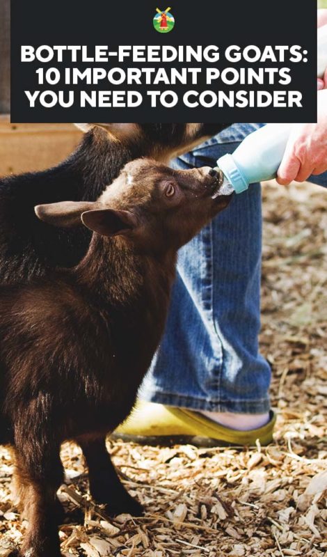 How many ounces of milk should a baby goat drink Bottle Feeding Goats 10 Important Points You Need To Consider