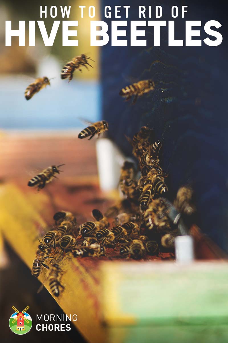 POLLIBEE Beekeeping Beetle Tool Case for Beehive Reusable Small Hive Beetle Tool,Beekeeping Hive Tool for Beehive Beetle 12 Packs