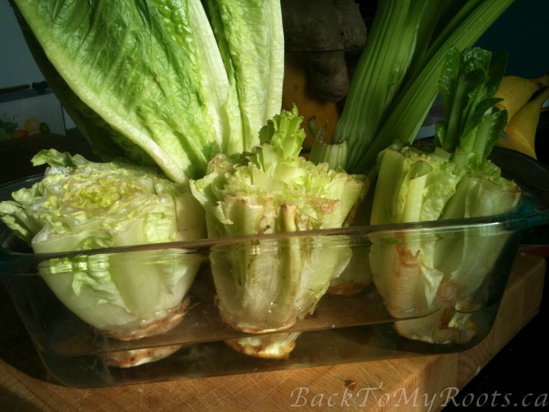 5 Proven Ways to Growing Lettuce Indoors & in Containers 