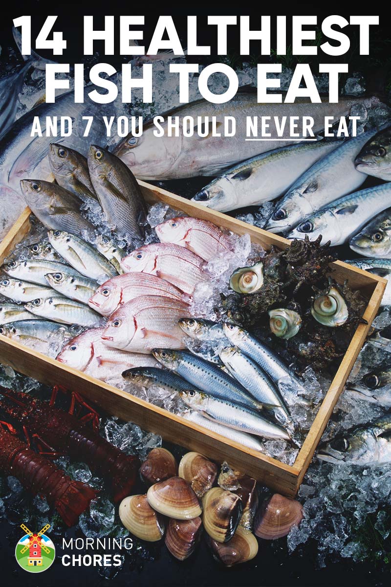 14 Healthiest & Best Fish to Eat (and 7 to Absolutely Steer Clear of)