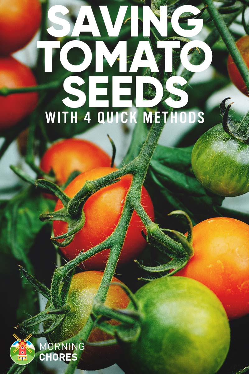 how to save tomato seeds to plant next year