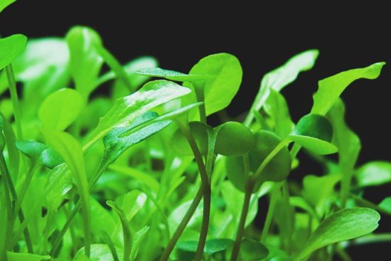 Microgreens: What It Is and How to Grow 42 Microgreen Varieties