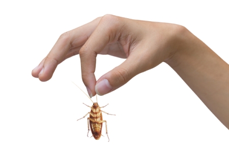 how to get rid of roaches