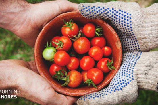 6 Easy Methods Explaining How to Ripen Tomatoes Faster