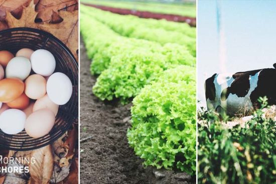 How to Become a Farmer in 7 Steps Even If You Know Nothing about It
