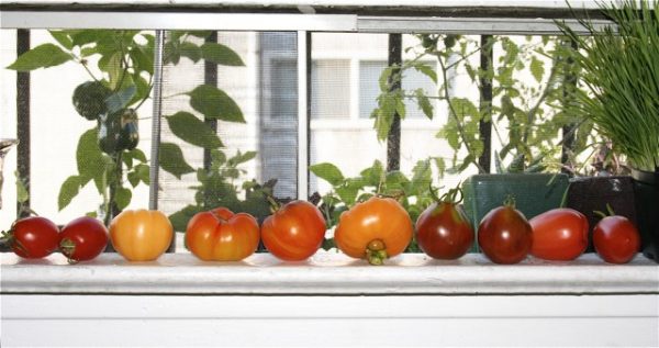 Tomatoes-on-window