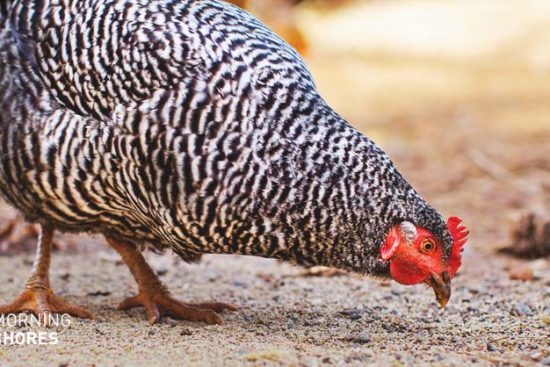 Why You Need a Chicken Wormer and 2 Steps to Efficient Worming