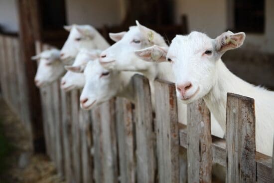 Goat Fencing: Important Tips to Consider to Build the Perfect Fence