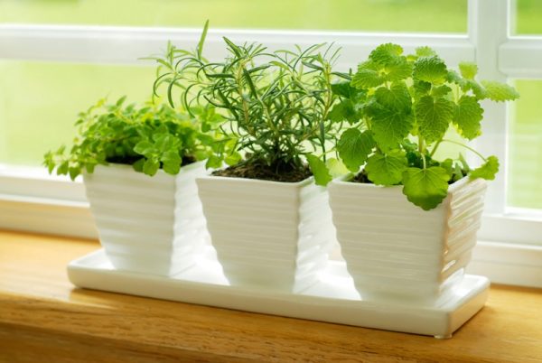 growing-herbs-indoors