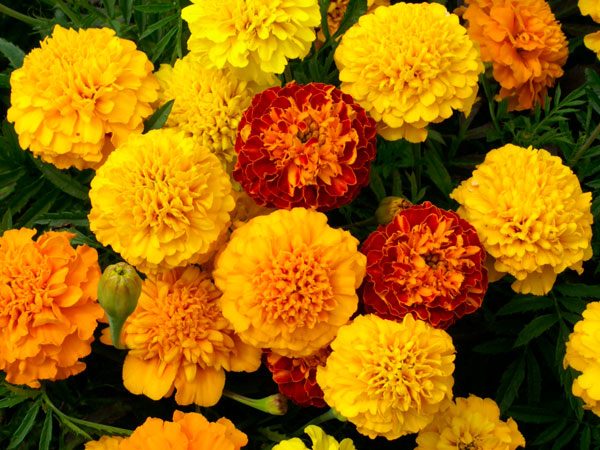 Petite-Mix-Marigold-flowers