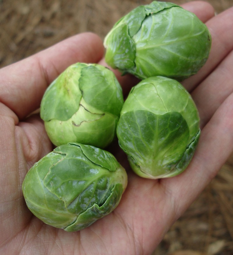 brussel sprouts vegetables that grow in shade