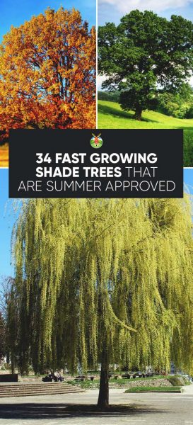 fast growing shade trees