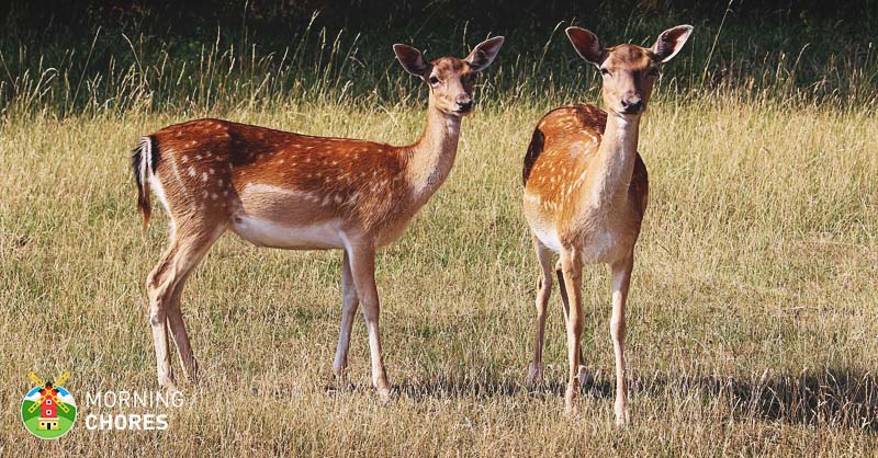 7 Best Deer Repellent Reviews For A Deer Resistant Garden