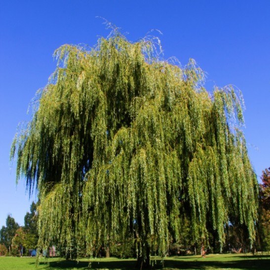 weeping-willow fast growing shade trees
