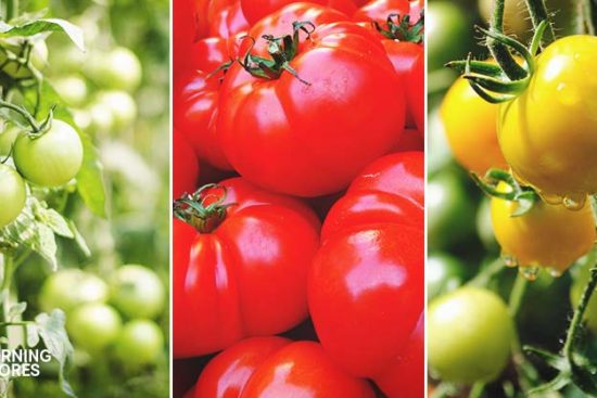 15 of the Absolute Best Tomato Varieties You Should Plant in Your Garden