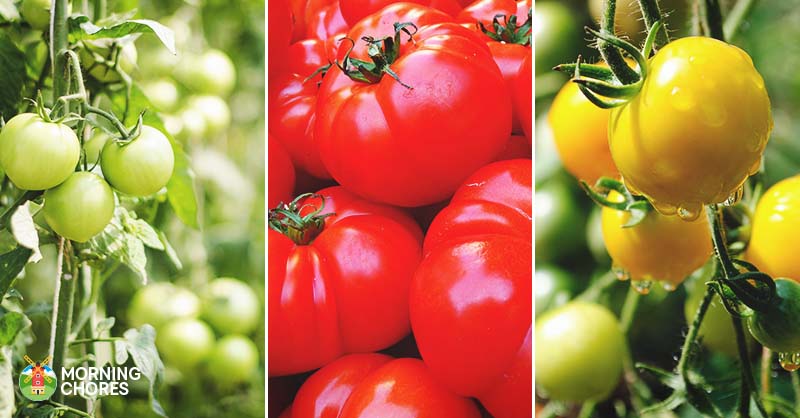 15 of the Absolute Best Tomato Varieties You Should Plant in ...