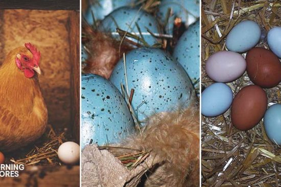 Chicken Breeds That Lay Blue, Green, Pink, White, and Other Egg Colors
