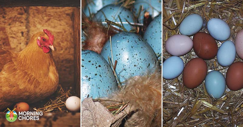 4 Chickens That Lay Blue Eggs And Other Tips On Having Colorful Eggs FB 