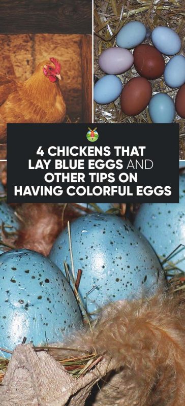 Best Egg Laying Chickens Chart